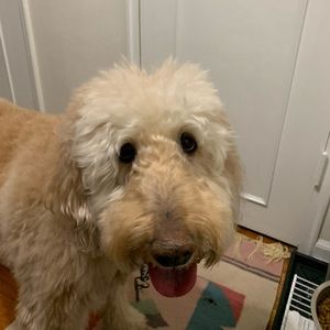 Meet your Posher, Corey